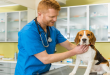 Baixar Grátis – Clinica Médica de Pequenos Animais