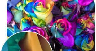 MediaChance AI Photo & Art Enhancer 1.7.00 + Portable